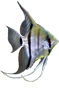 Pterophyllum Scalare 'Escalar'